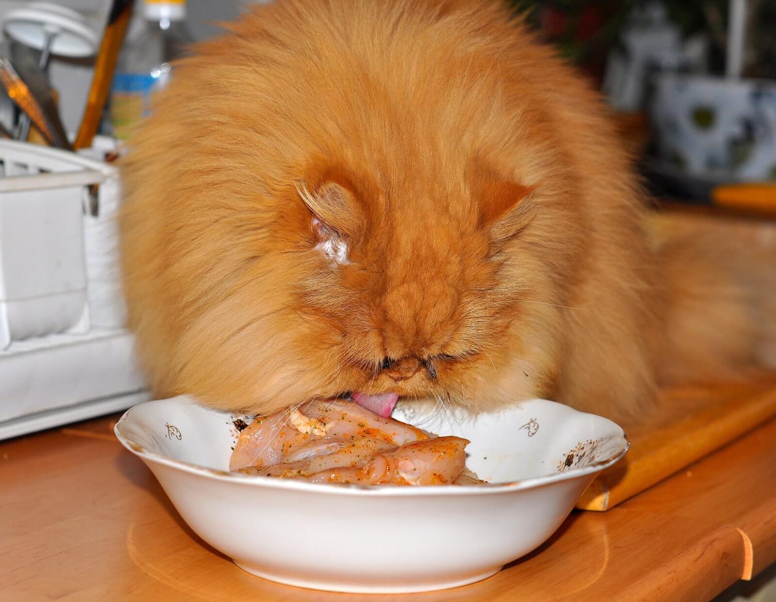 Is Dog Food Safe for Cats? Understanding the Risks and Nutritional ...