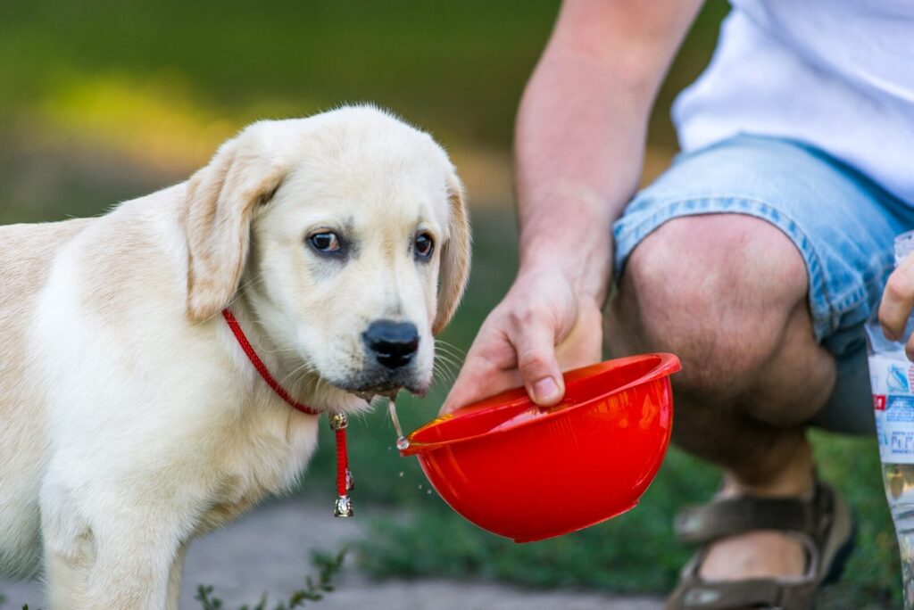 what does it mean when an older dog starts drinking a lot of water