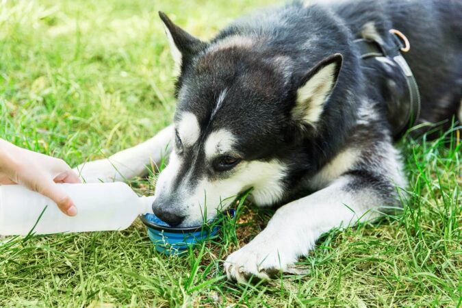 Why Old Dog Drinking A Lot Of Water? - The Fit Pets