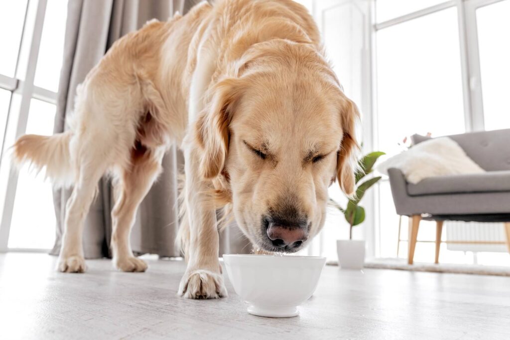 Why Old Dog Drinking A Lot Of Water? The Fit Pets