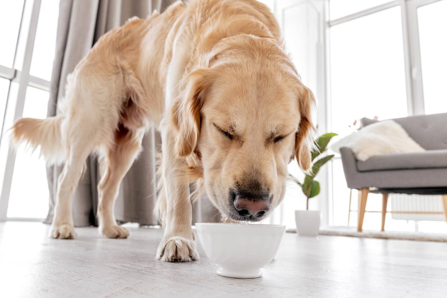 Why Old Dog Drinking A Lot Of Water? - The Fit Pets