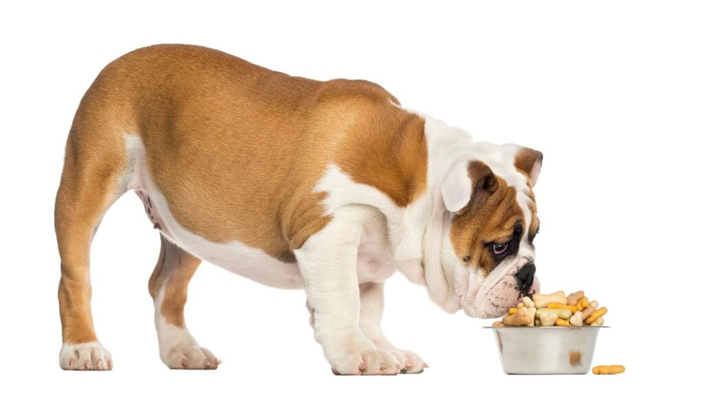 My Dog Doesn't Chew His Food Should I Worry? The Fit Pets