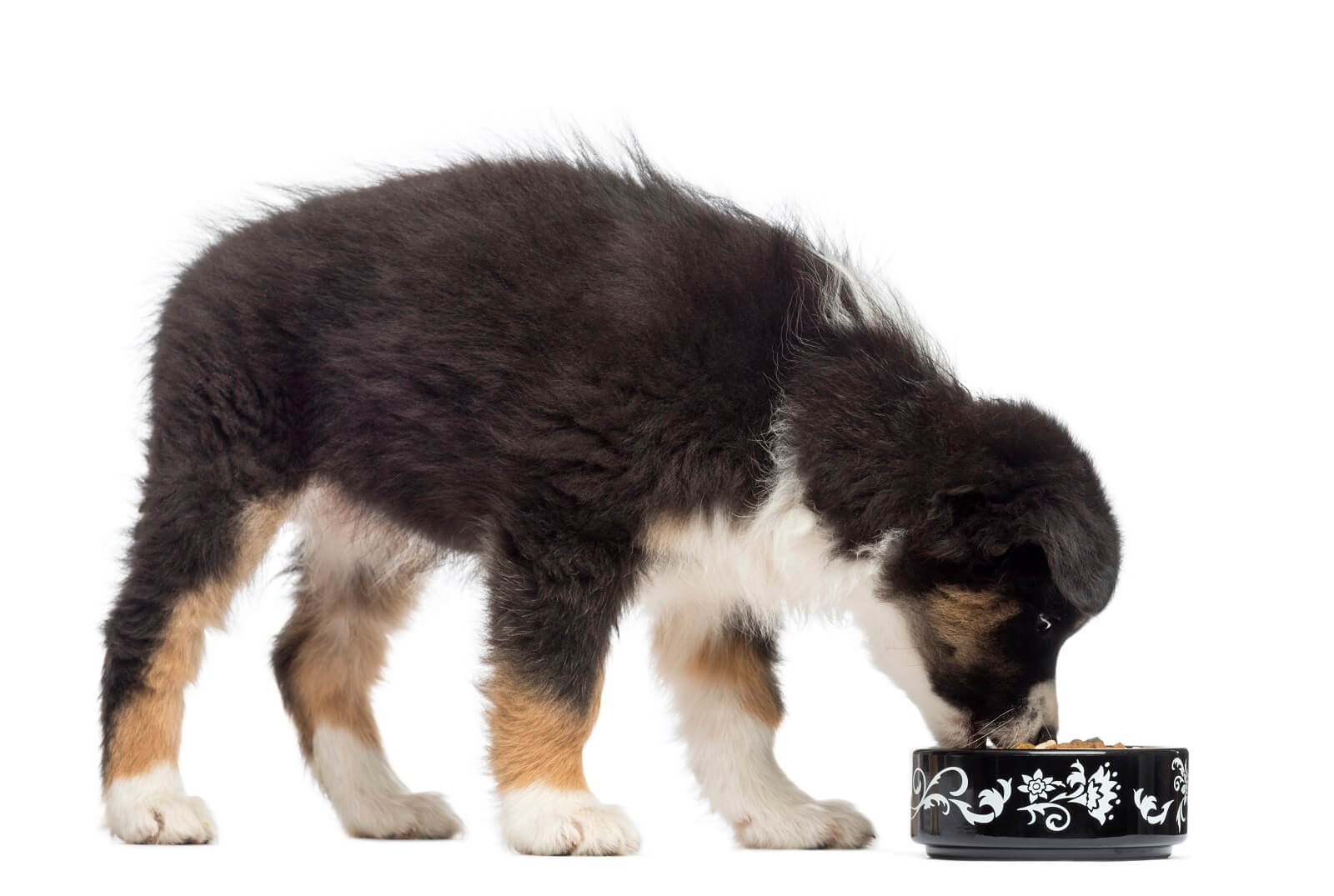 what to do when your dog doesn't chew his food