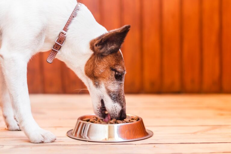 My Dog Doesn't Chew His Food Should I Worry? The Fit Pets