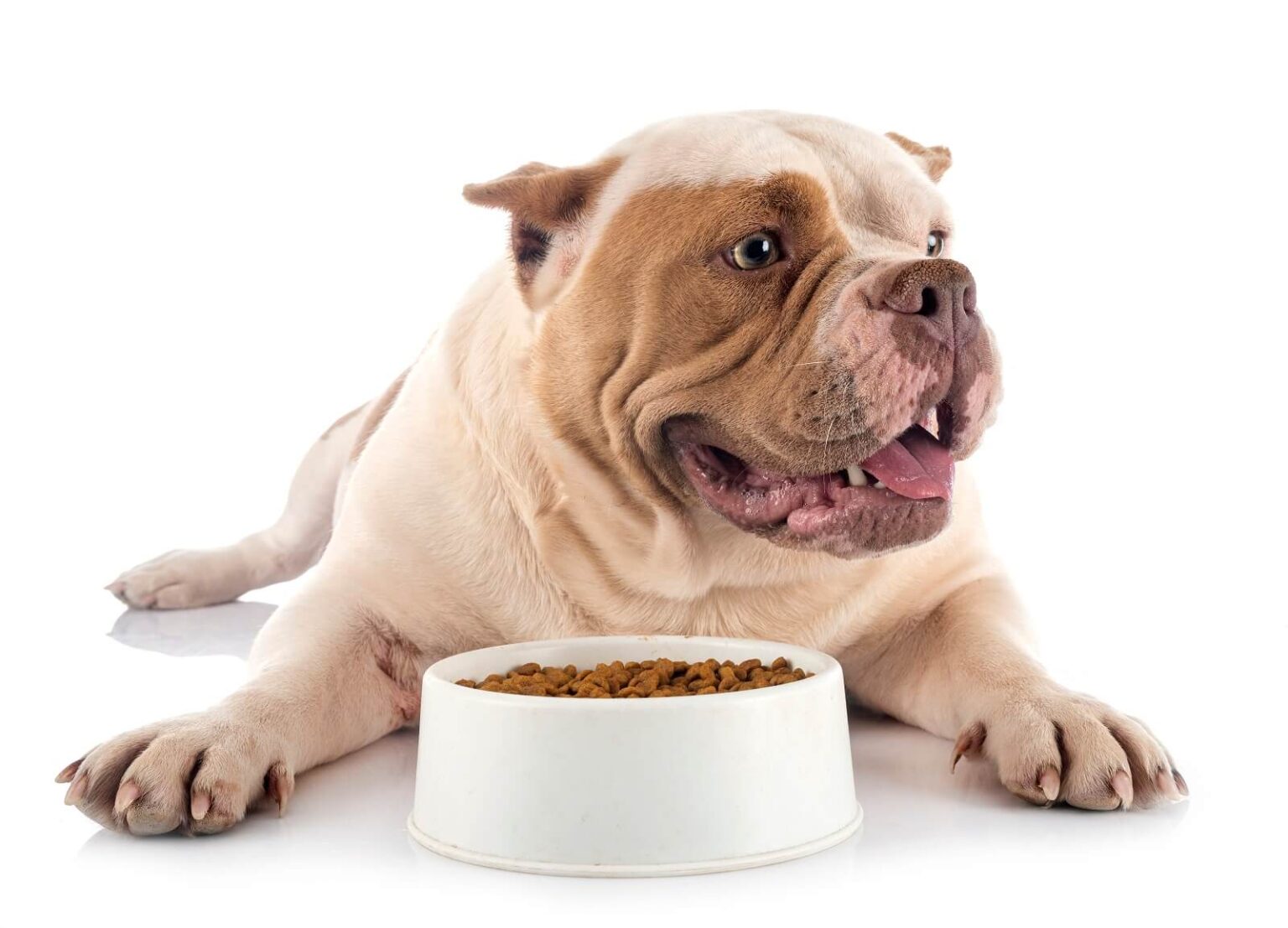 My Dog Doesn't Chew His Food Should I Worry? The Fit Pets