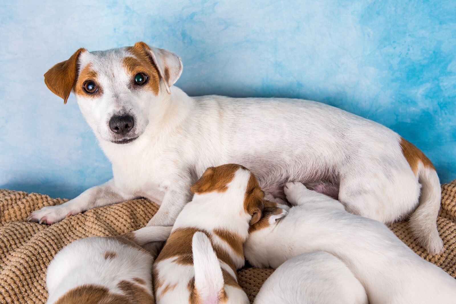 do puppies forget their mothers