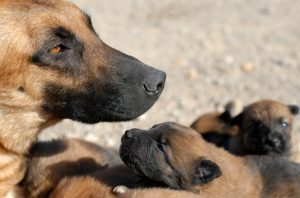 do dogs remember their parents and siblings