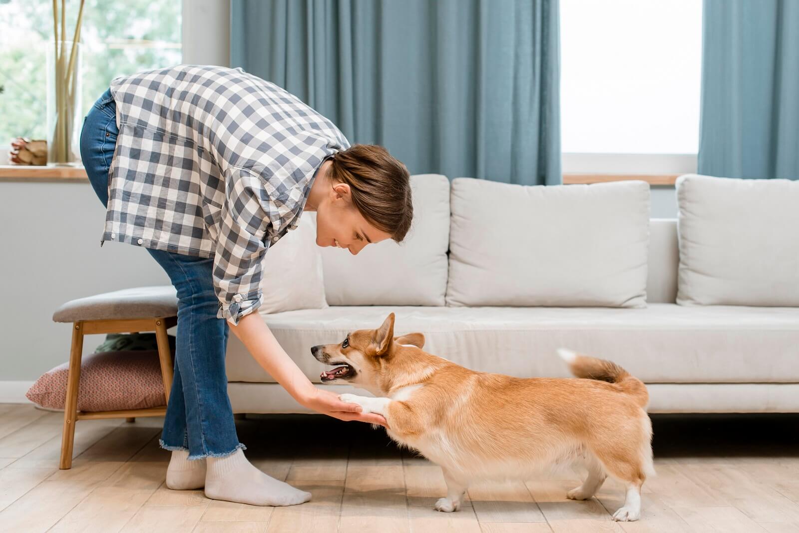 11 Reasons Why Your Dog Licks Your Legs - The Fit Pets