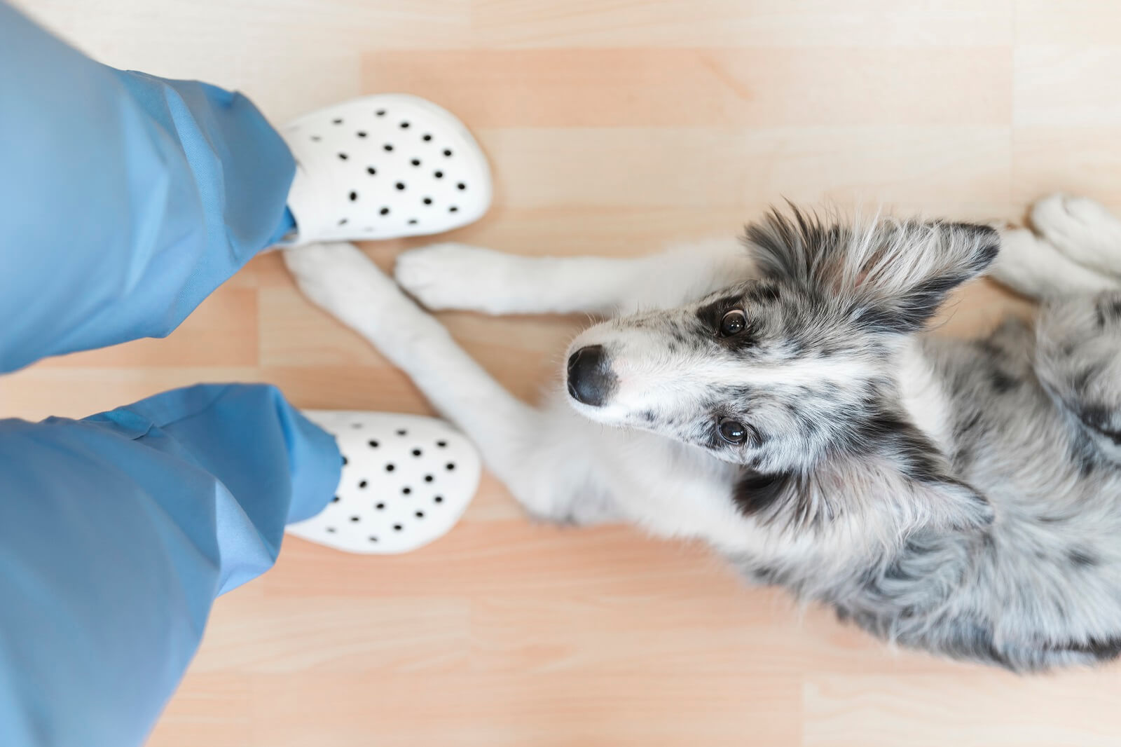 11 Reasons Why Your Dog Licks Your Legs The Fit Pets