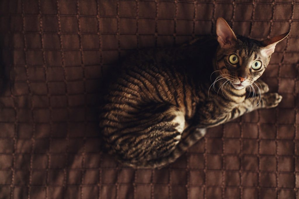 Are Cats Scared of the Dark? Interesting Facts! The Fit Pets