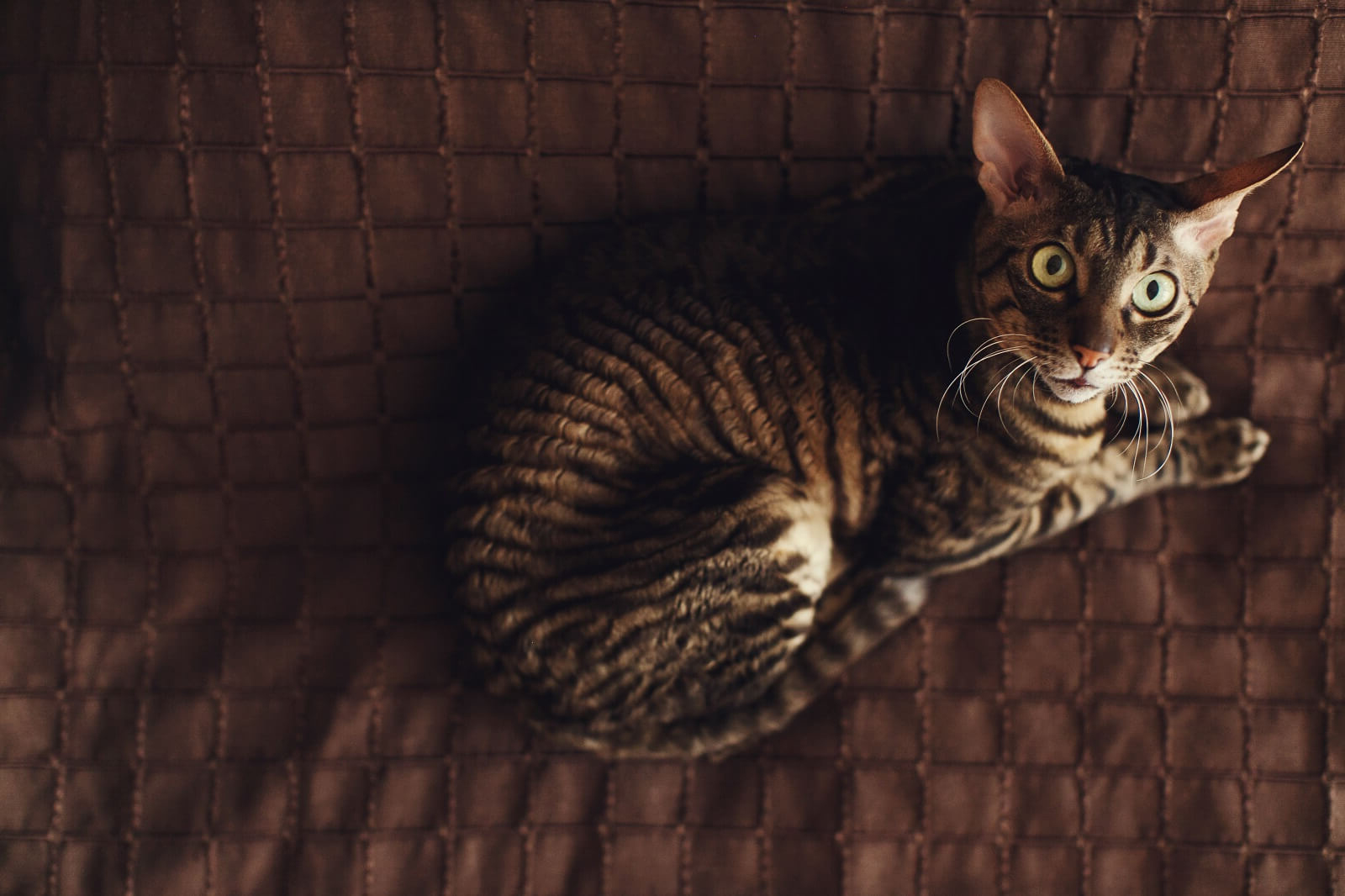 Are Cats Scared of the Dark? Interesting Facts! The Fit Pets