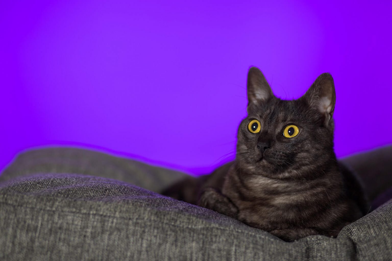 Are Cats Scared of the Dark? Interesting Facts! The Fit Pets