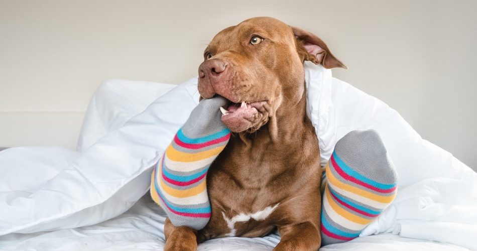 Why Do Dogs Eat Socks Explained Answered The Fit Pets