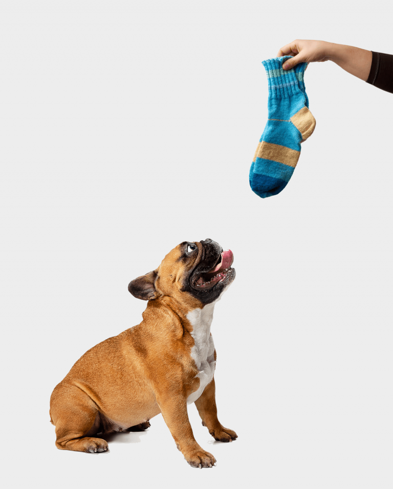 Why Do Dogs Eat Socks? (Explained & Answered) The Fit Pets