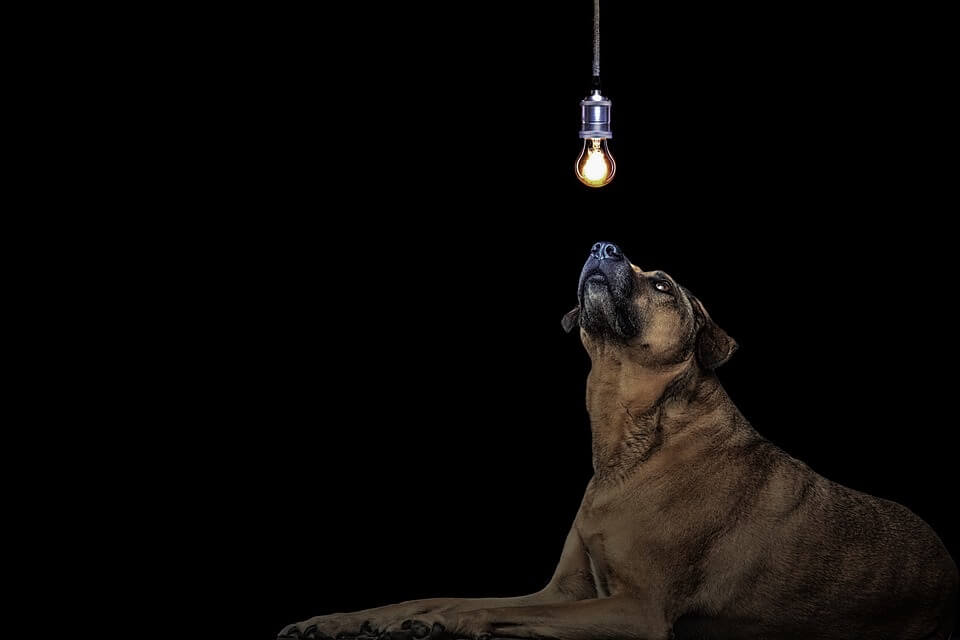 Are Dogs Scared Of The Dark? Interesting Facts! The Fit Pets