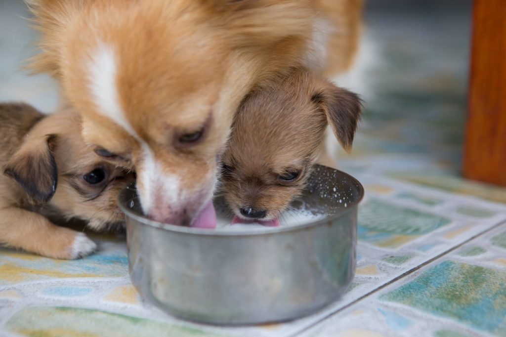 Illustration of Can Dogs Drink Chocolate Oat Milk