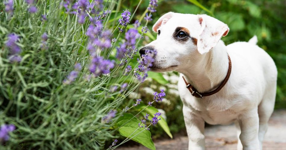 Do Dogs Like The Smell Of Lavender