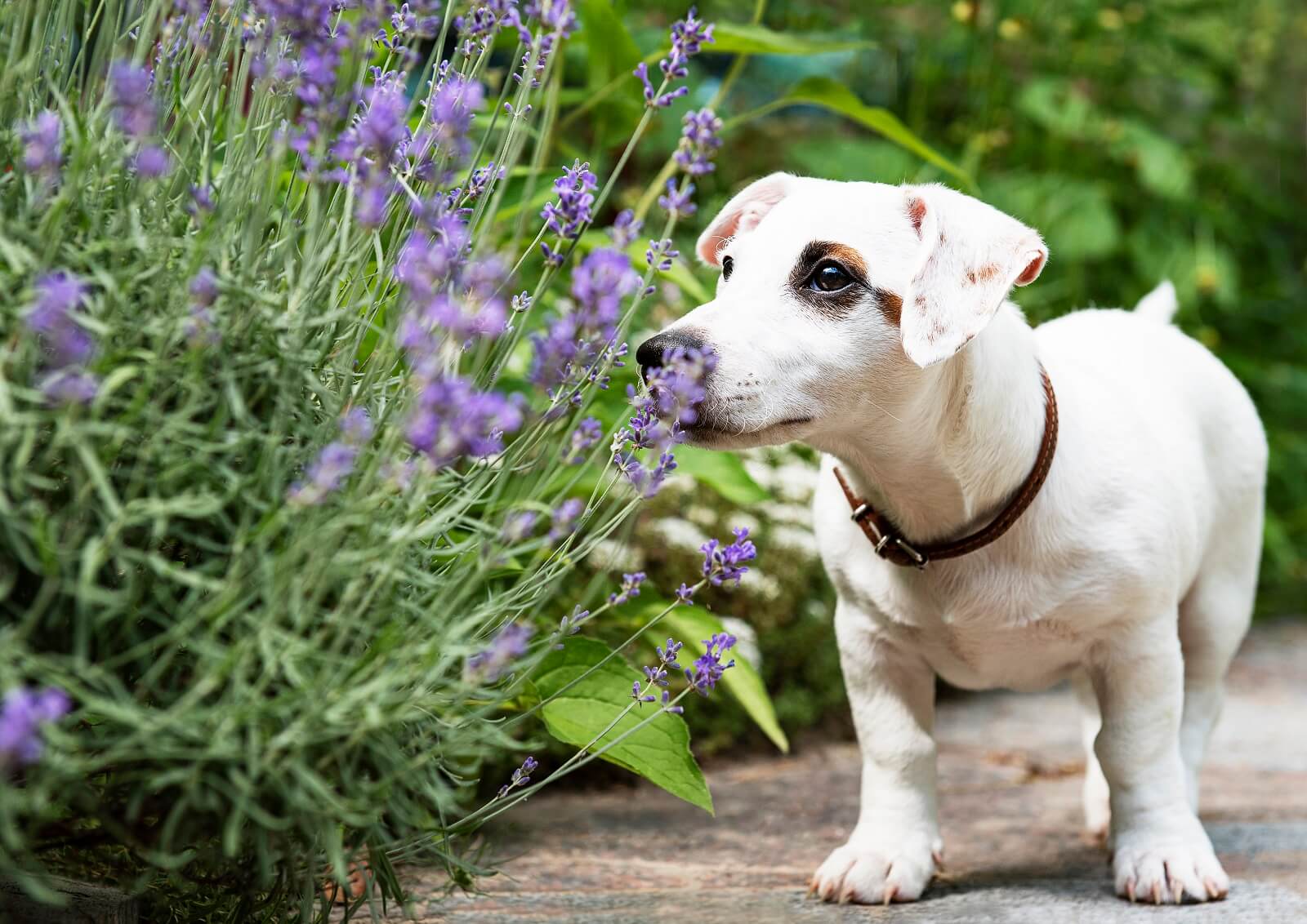 Is Lavender Scent Safe For Dogs