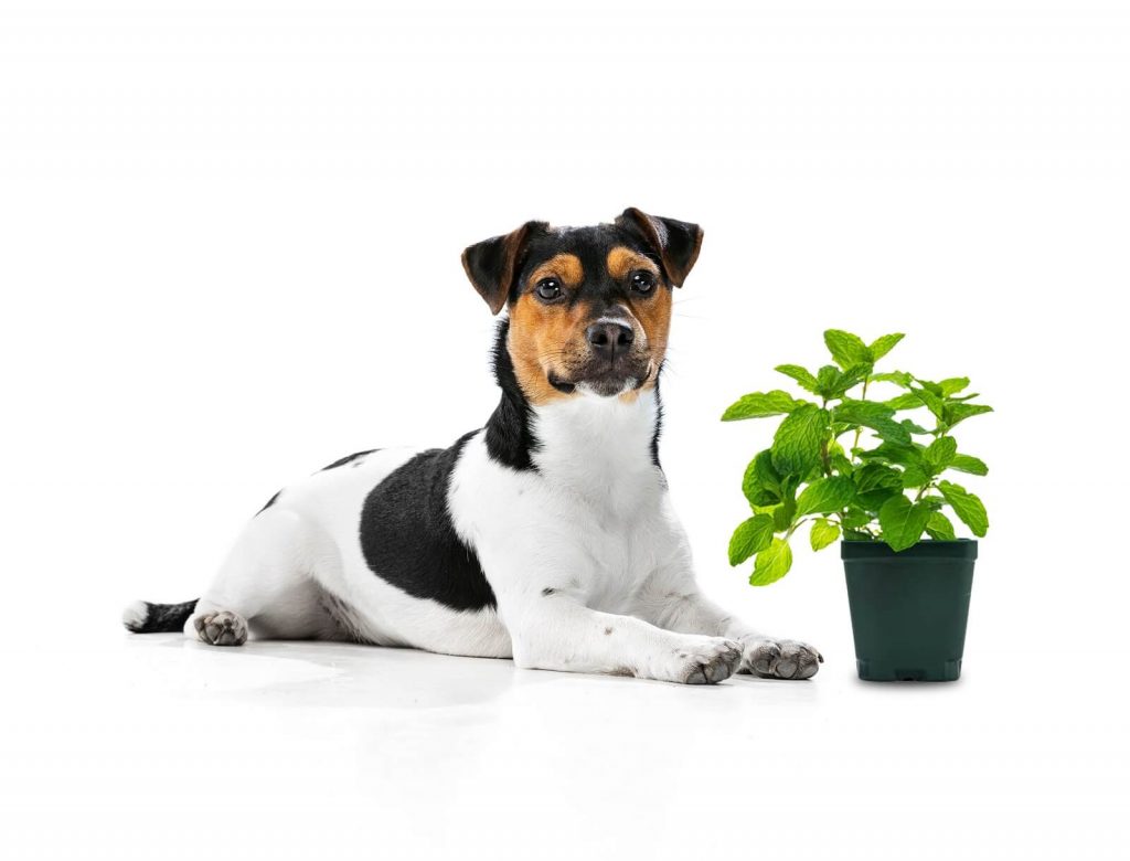 do-dogs-like-the-smell-of-peppermint-the-fit-pets