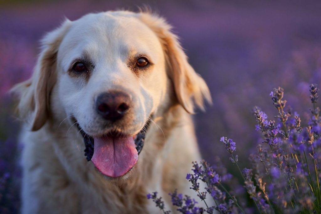 Do Dogs Like The Smell Of Lavender? The Fit Pets
