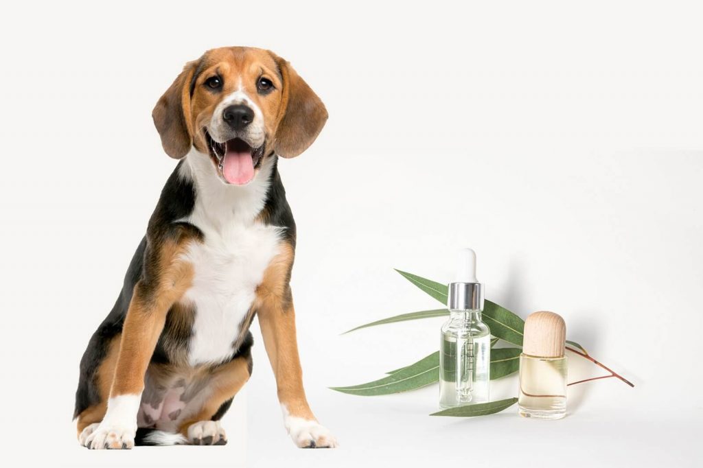 Do Dogs Like The Smell Of Eucalyptus The Fit Pets