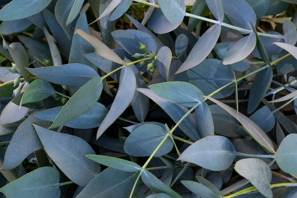 Do Dogs Like The Smell Of Eucalyptus - The Fit Pets - Eucalyptus Smell Causing Puppy To Eat Grass And Leak