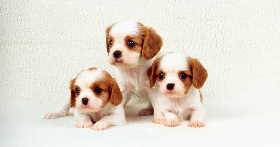 Keep Your Young Puppies Clean