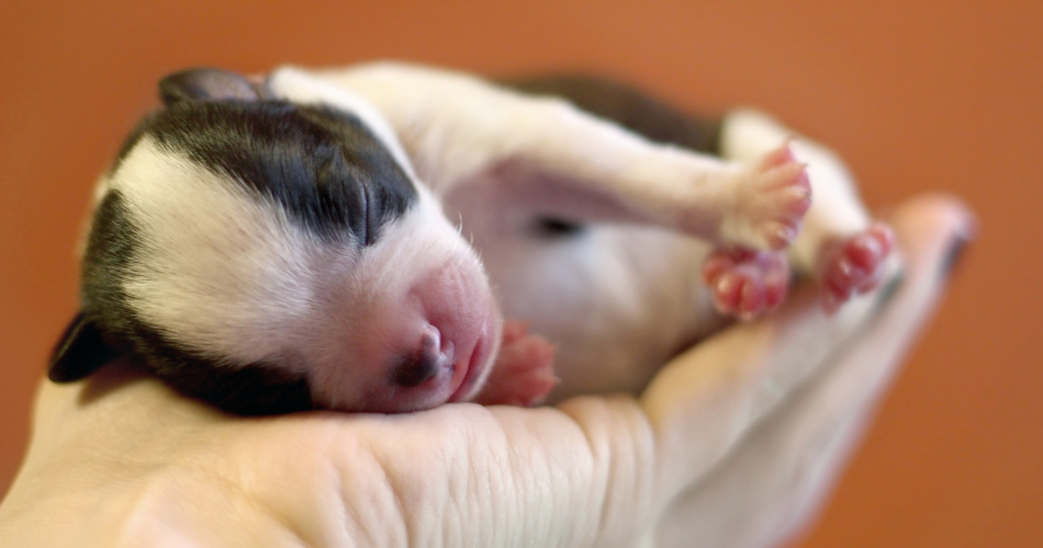 Monitor the Newborns' Weight