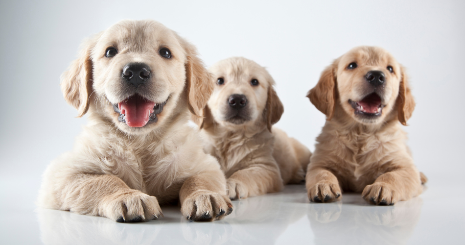 Puppy Leave His Mother