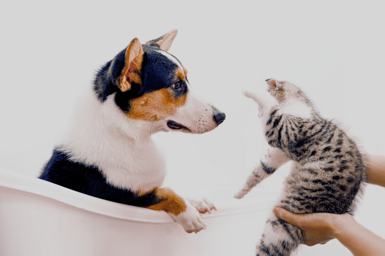 Why Do Cats Hate Dogs? Myths Debunked! The Fit Pets