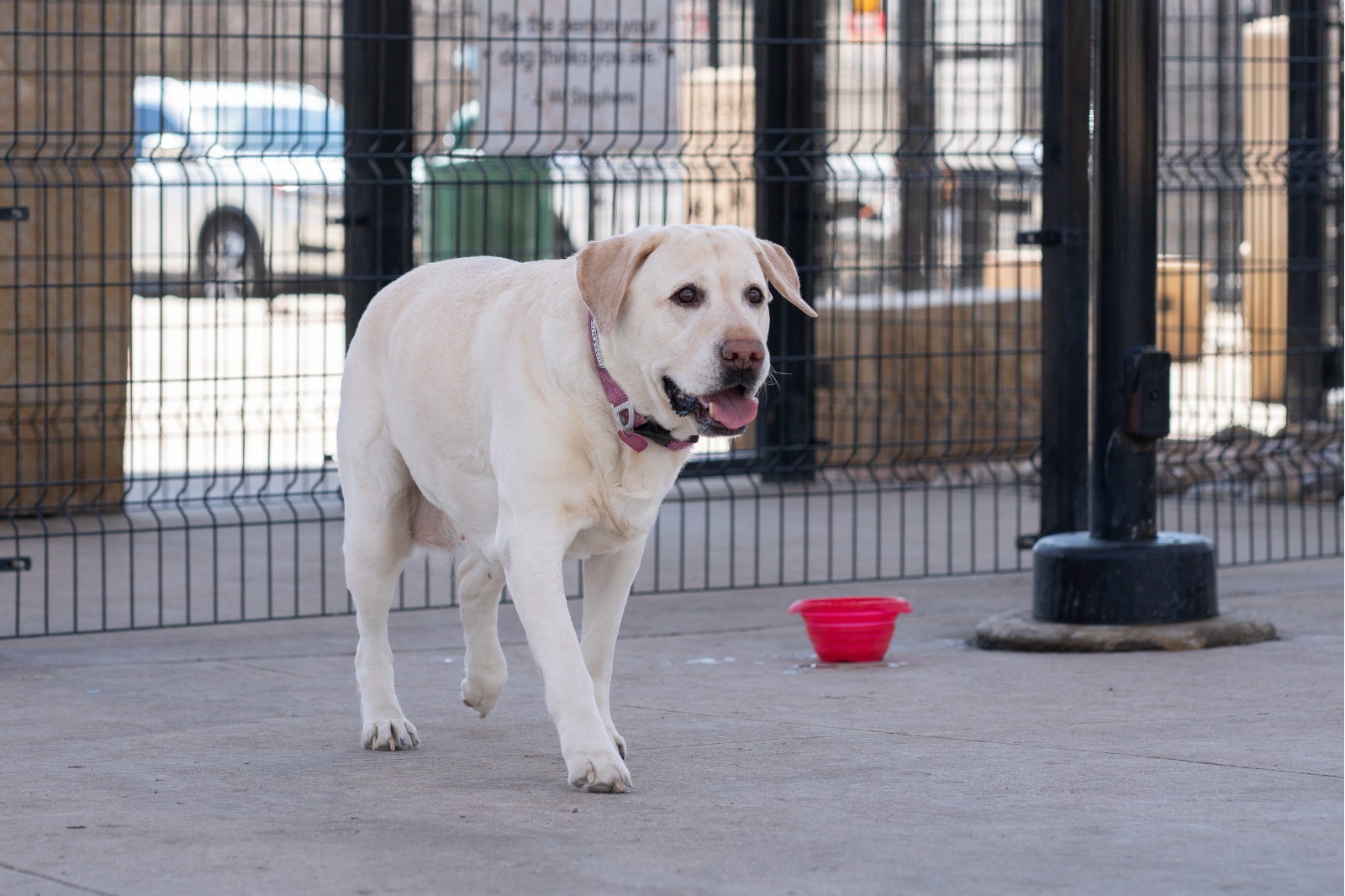 Dog Fear of Big Sized Animals
