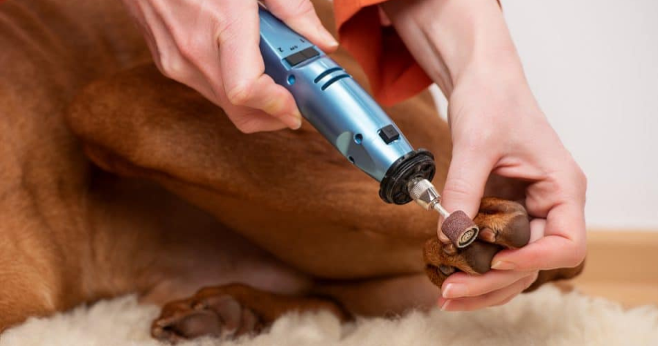 nail grinder for dog