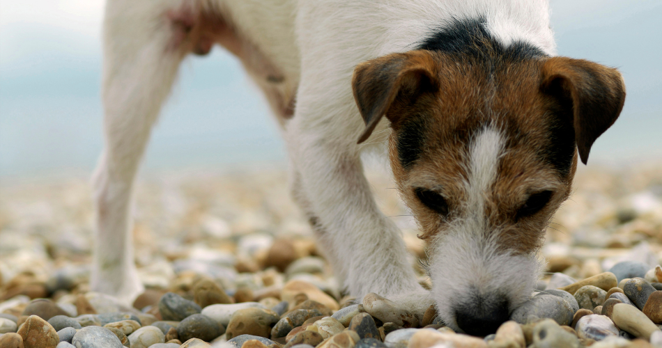 Rocks and Stones for dog