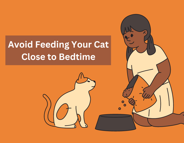 Avoid-Feeding-Your-Cat-Close-to-Bedtime