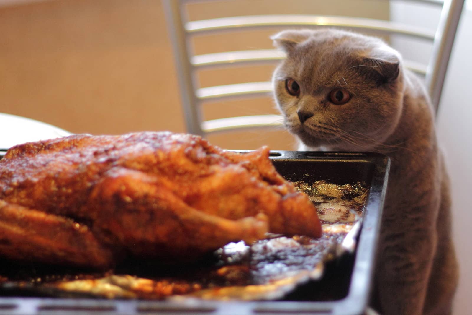 Can Cats Eat Rotisserie Chicken?