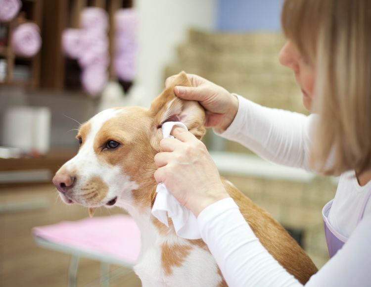 Cleaning Your Dog’s Ears Cleaning Your Dog’s Ears