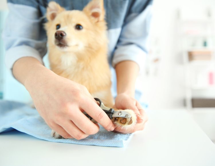 Dog Trimming Nails  Dog Trimming Nails