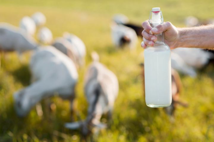 what-kind-of-milk-can-cats-drink