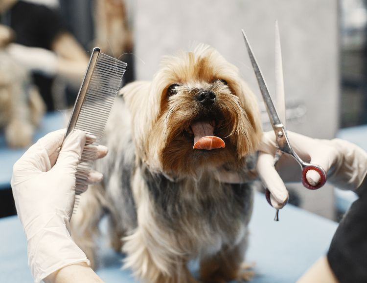 Grooming Your Dog Grooming Your Dog