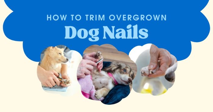 How To Trim Overgrown Dog Nails? - How To Prevent Overgrown Nails On Shih Tzus