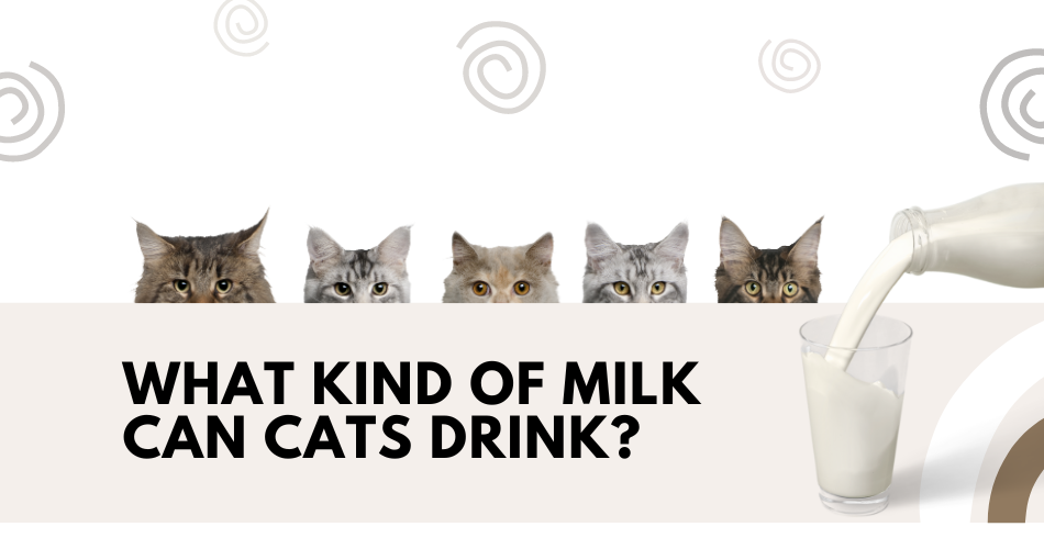 What Kind of Milk Can Cats Drink