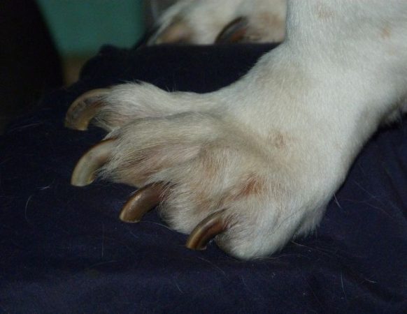 How To Tell If Dog Nails Are Too Long