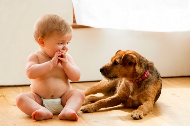 Why Do Dogs Growl at Babies?