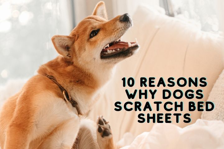 10 Detailed Reasons Why Dogs Scratch Bed Sheets