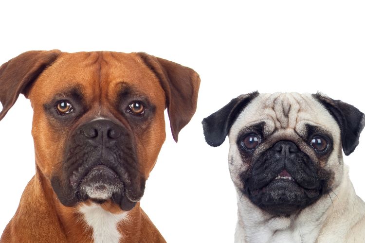 Do Dogs Growl Based on Size, Gender, and Age?