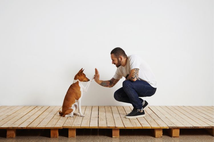 Fixing Your Dog Growling Situations