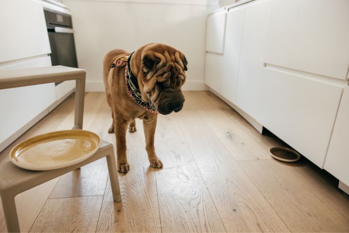 Anxiety and Stress Dogs