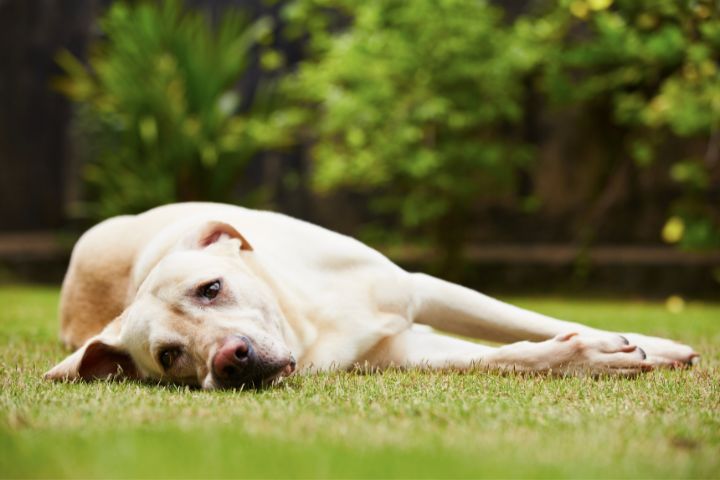 Boredom and Lack of Exercise Dog