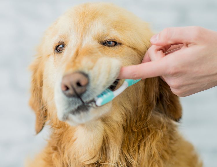 how-to-make-your-dog-smell-good-without-a-bath-the-fit-pets