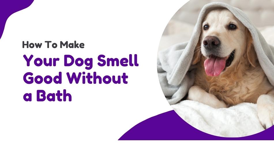 How To Make Your Dog Smell Good Without a Bath